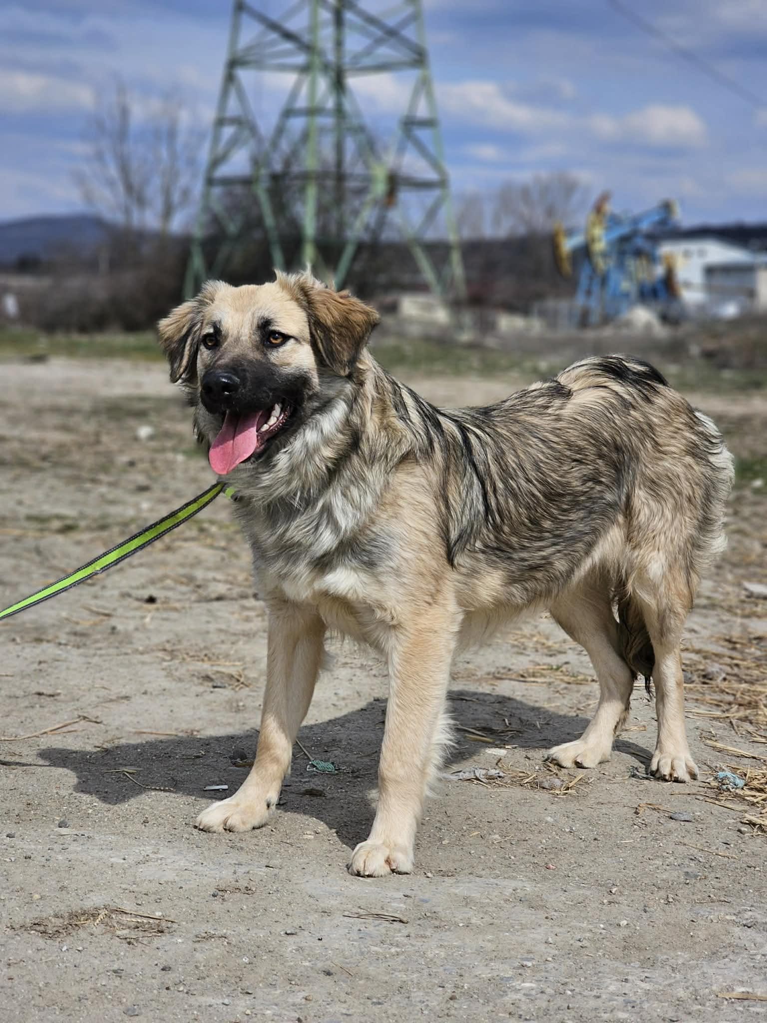 Maggie